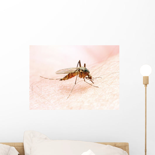 Anopheles Mosquito - Dangerous Vehicle of Infection Wall Mural