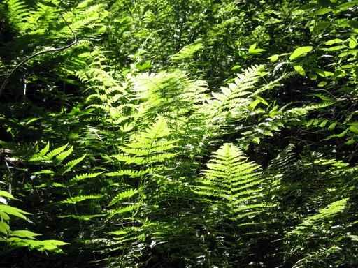 Jungle 1 Wall Decal