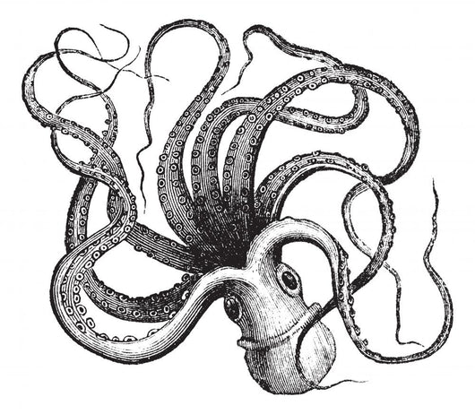 Common octopus (Octopus vulgaris), vintage engraving. Wall Decal