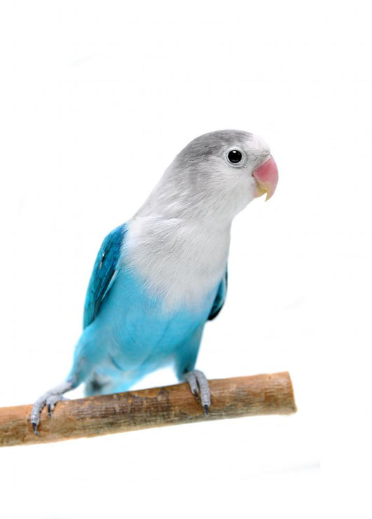 Lovebird Agapornis Fischeri Clarified Wall Decal