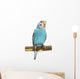 Budgie 1 5 Mounths