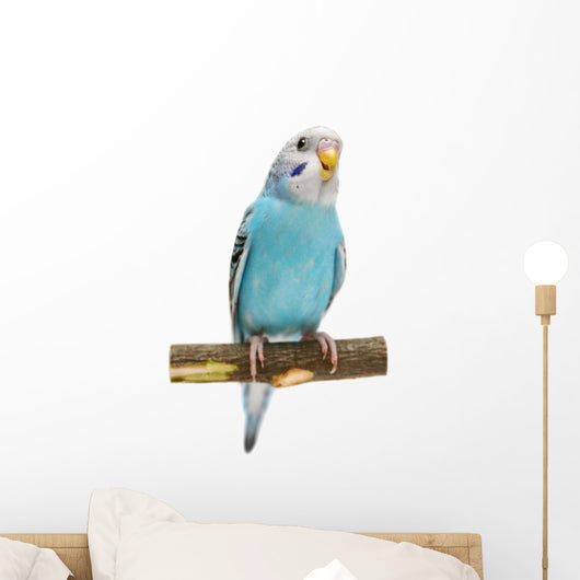 Budgie 1 5 Mounths