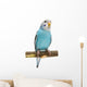 Budgie 1 5 Mounths