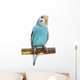 Budgie 1 5 Mounths