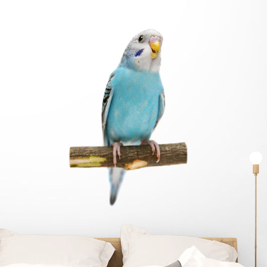 Budgie 1 5 Mounths