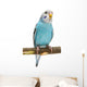 Budgie 1 5 Mounths