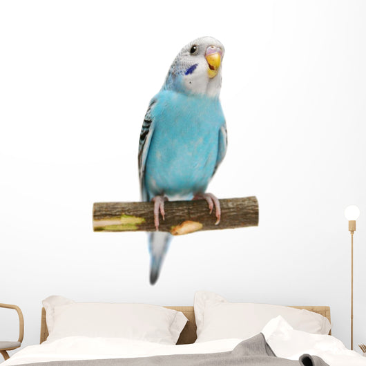 Budgie 1 5 Mounths