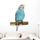 Budgie 1 5 Mounths