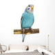 Budgie 1 5 Mounths