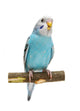 Budgie 1 5 Mounths