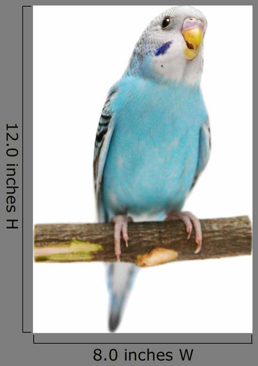 Budgie 1 5 Mounths