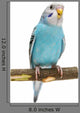 Budgie 1 5 Mounths
