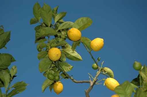 Citron Wall Decal