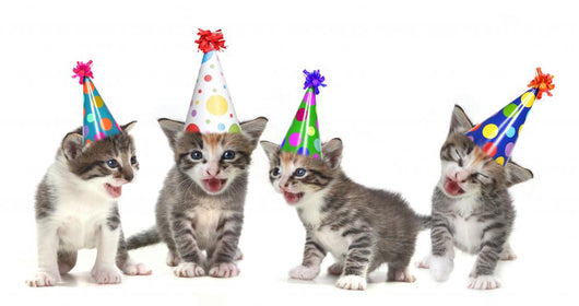Birthday Song Singing Kittens on White Background Wall Decal