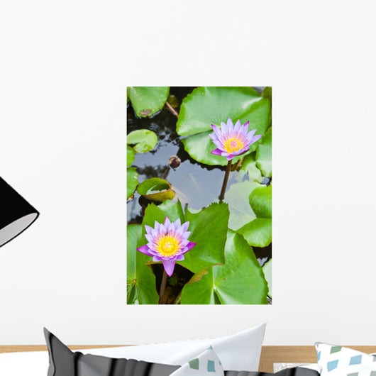 Two Purple Water Lilly