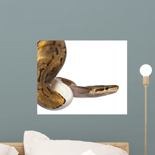 Close-up Female Pinstripe Pied Wall Decal