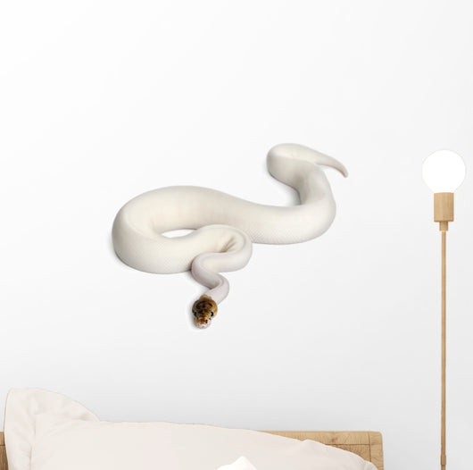 Female Pied Spider Ball Python 1 Wall Decal
