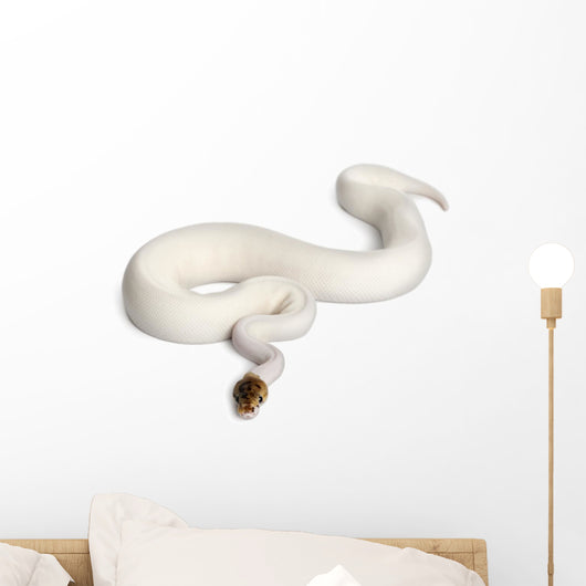 Female Pied Spider Ball Python 1 Wall Decal