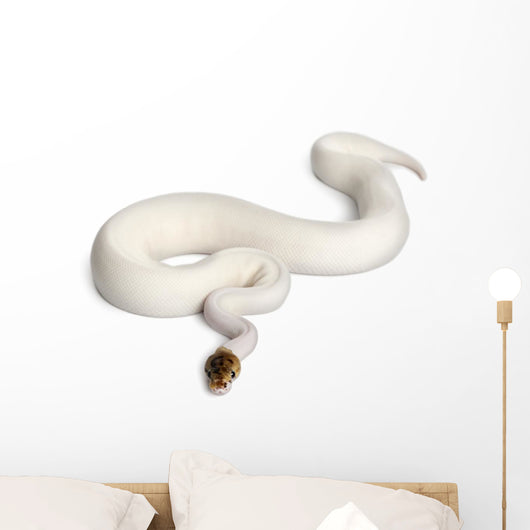 Female Pied Spider Ball Python 1 Wall Decal