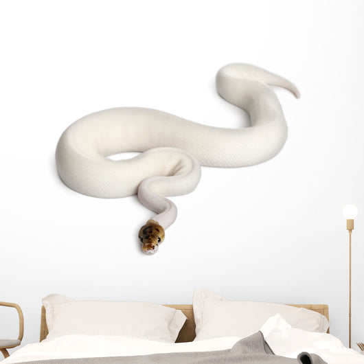 Female Pied Spider Ball Python 1 Wall Decal