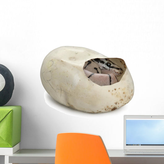 Royal Python His Egg Wall Decal