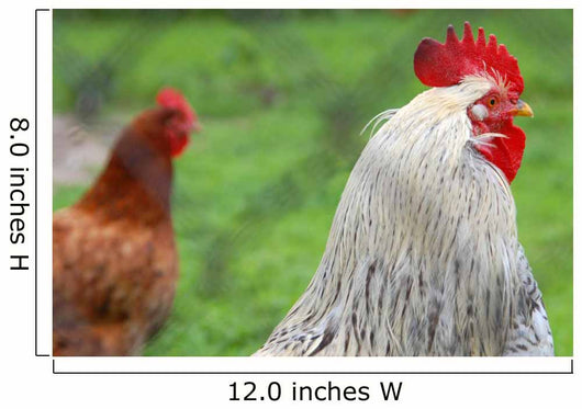 Rooster and Hen