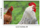 Rooster and Hen