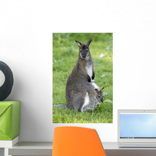 Bennett Kangaroo Family