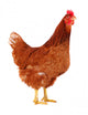 Brown Hen 2 Wall Decal