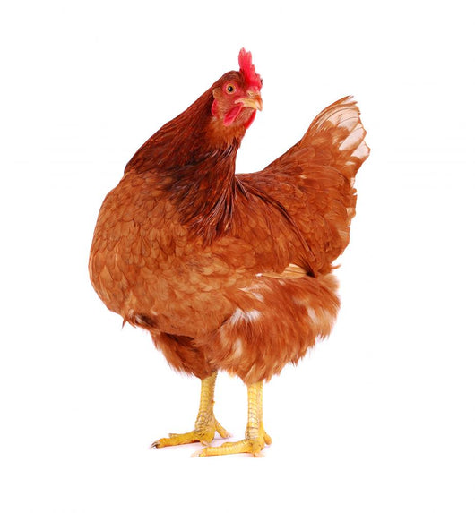 Brown Hen 1 Wall Decal