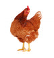 Brown Hen 1 Wall Decal