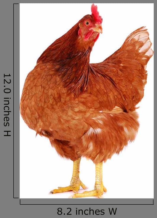 Brown Hen 1 Wall Decal