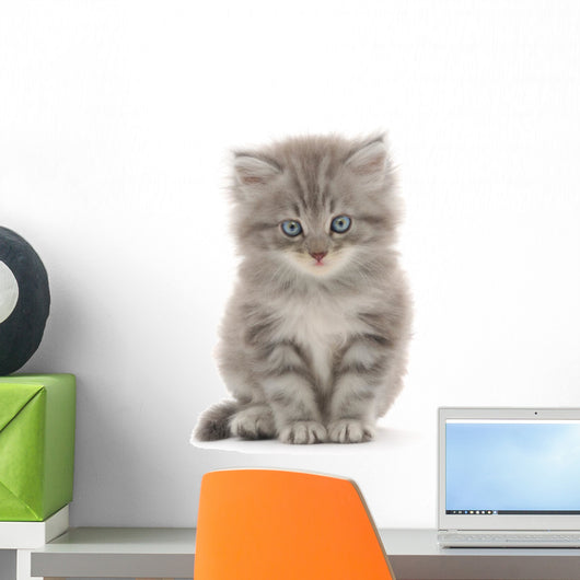 Kitten on a White Background Wall Decal