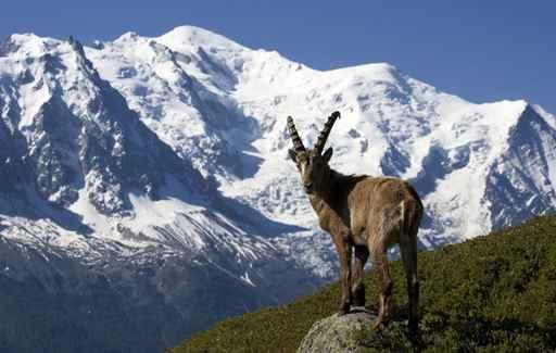 Capricorn and Mont Blanc Wall Decal