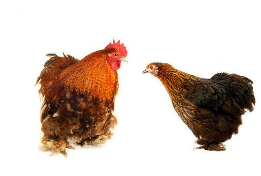 cock and  black hen Wall Decal