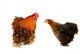 cock and  black hen Wall Decal