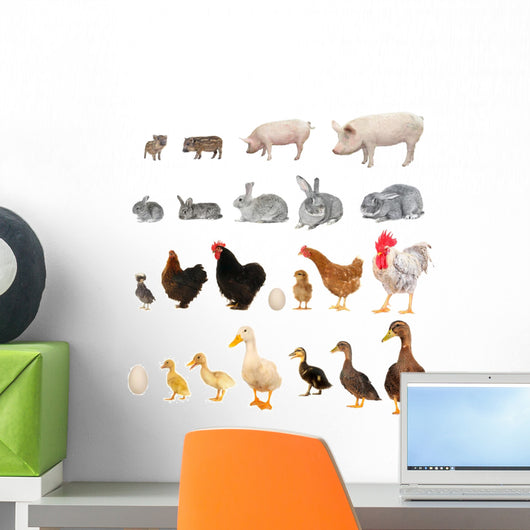 Animals