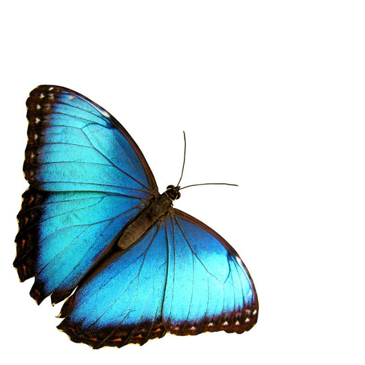 Blue Butterfly Wall Decal