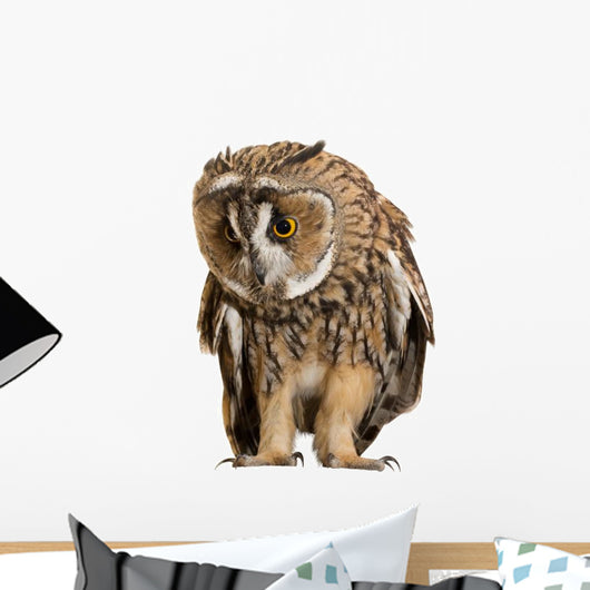 Brown Owl Wall Decal