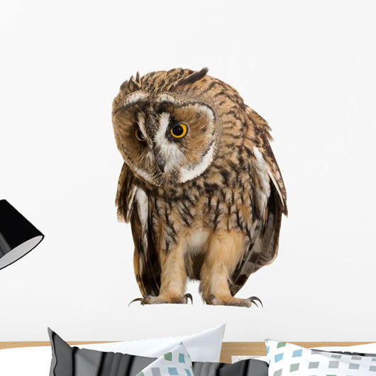 Brown Owl Wall Decal