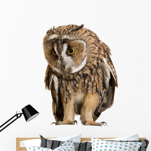 Brown Owl Wall Decal