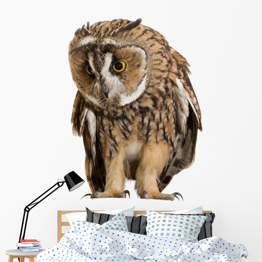 Brown Owl Wall Decal