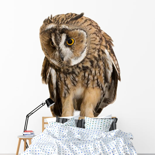 Brown Owl Wall Decal