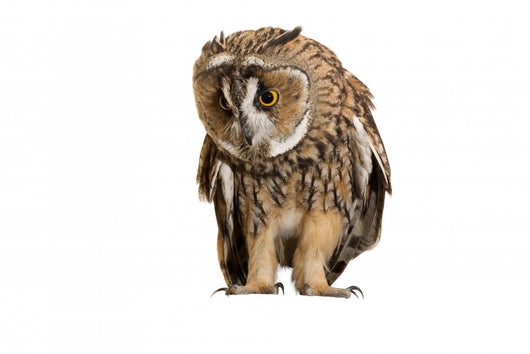 Brown Owl Wall Decal