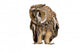 Brown Owl Wall Decal