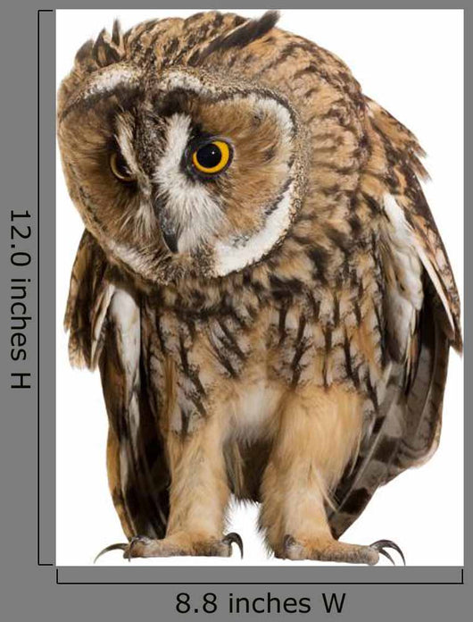 Brown Owl Wall Decal