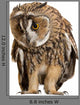 Brown Owl Wall Decal