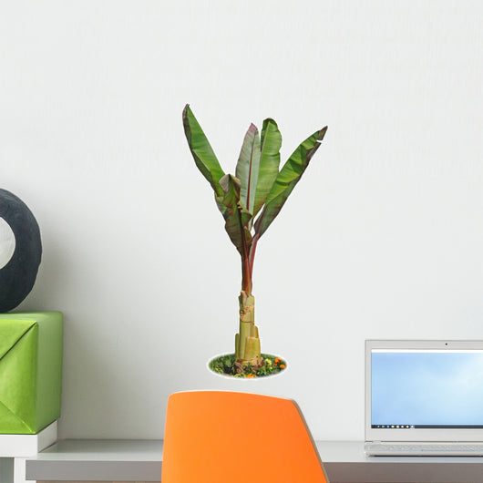 Banana Tree