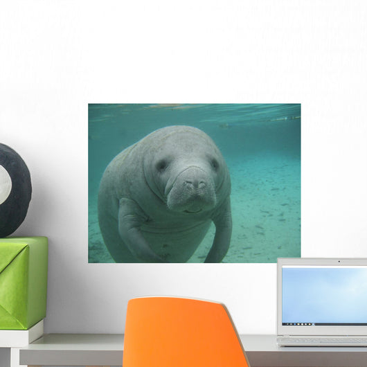 Manatee Sea Cow Cristal River Florida Wall Mural