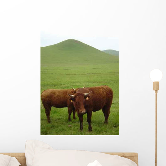 Vaches Salers Au Pied Wall Decal